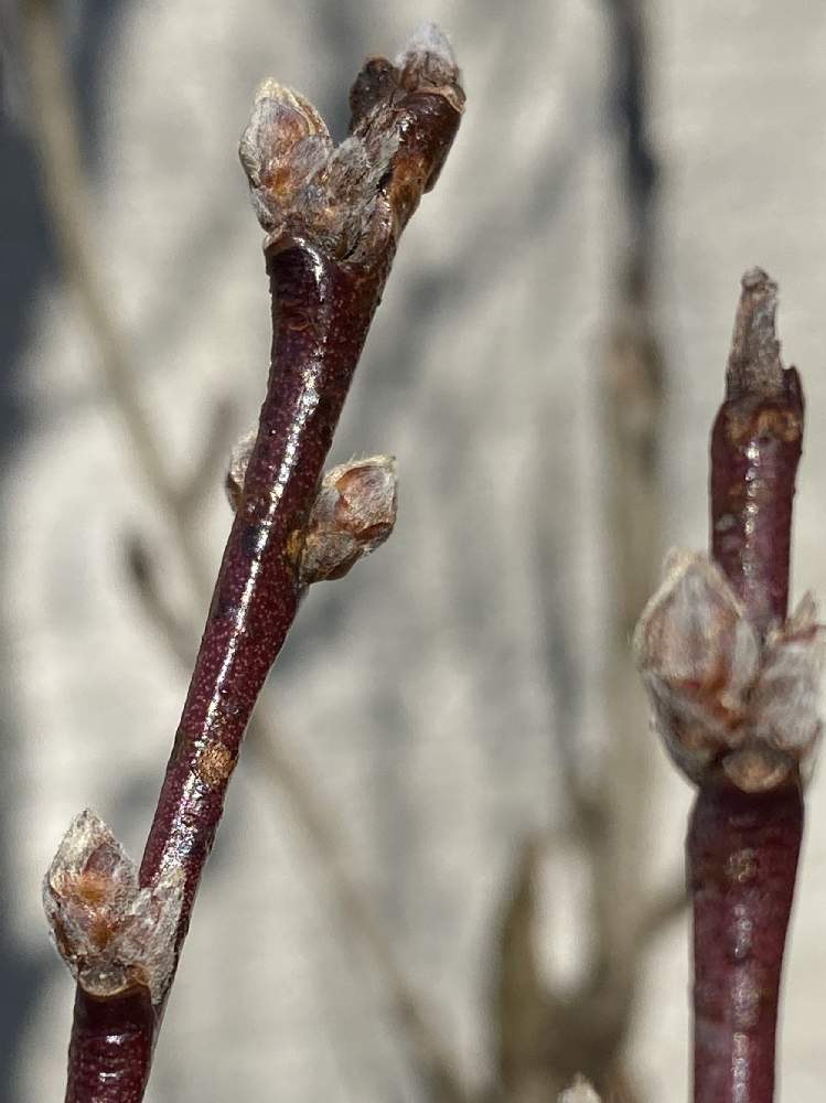 冬の陽だまりの投稿画像 By 木猫さん 自然はartだ と美 と山荘便りと99 の幸せと花のある暮らしとgreen Up とオリンピックイヤー2月と小さな庭と花桃便りと冬の陽だまりと自然はartだ と美 と山荘便りと99 の幸せと花のある暮らしとgreen Up とオリンピックイヤー2