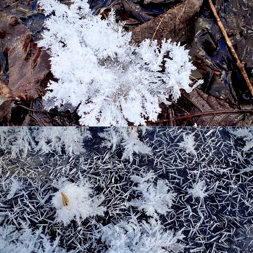 雪の花の投稿画像 By みきおさん 自然との共生とまさか と北の大地からとフロストフラワーと北海道からと寒い朝とオホーツクと花のある暮らしと北海道と青空 月2月7日 Greensnap グリーンスナップ