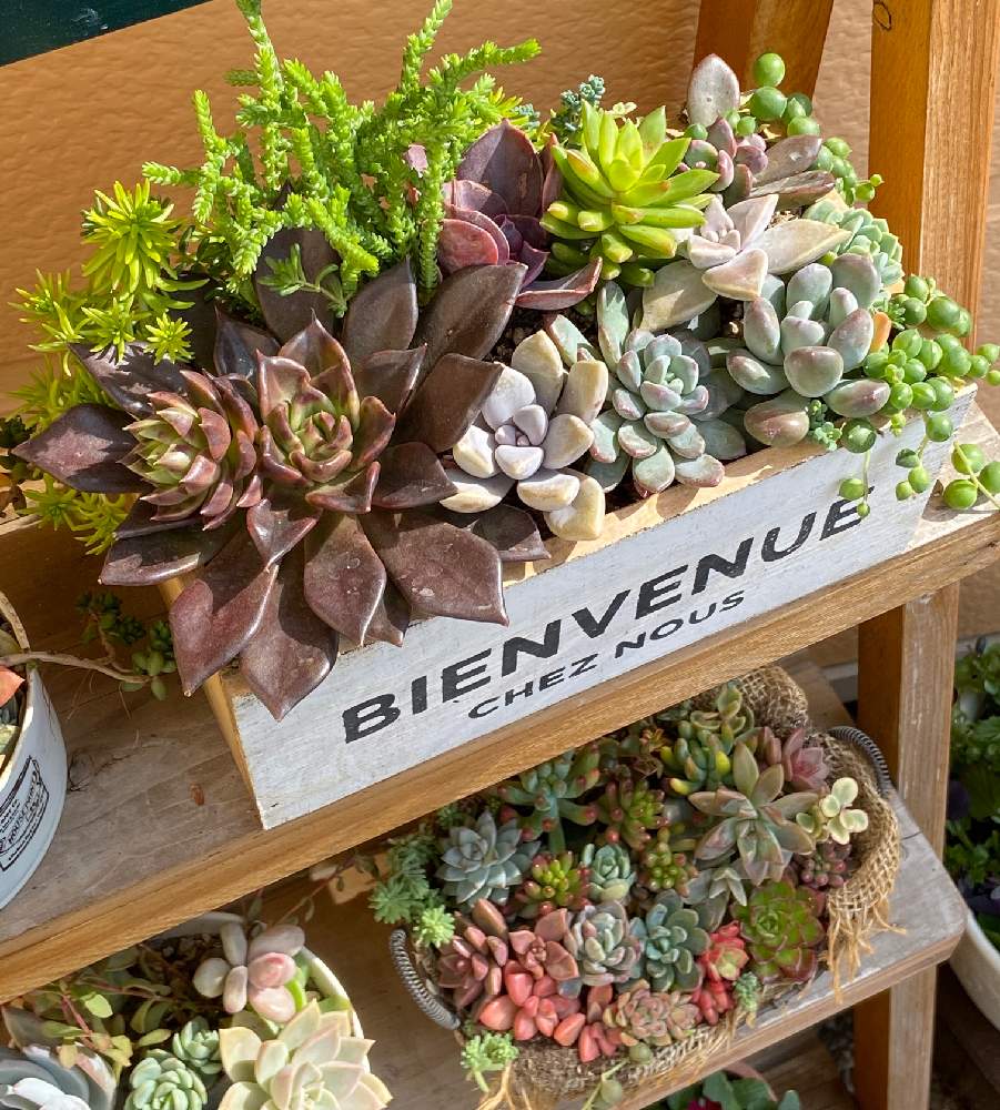 多肉植物 寄せ植えの投稿画像 By Sue 29さん エケベリア アフィニスと多肉植物とエケベリア好きと多肉植物寄せ植えと多肉植物 のある暮らしとgsのみなさんに感謝 と多肉女子と癒されると可愛い寄せ植えと花のある暮らしとかわいいと日向ぼっこと多肉植物 エケベリア