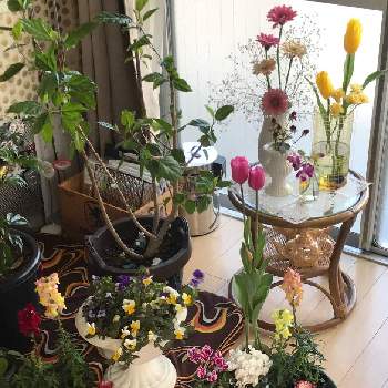 花束みたいの画像 by hitomiさん | 部屋と綺麗〜❤️と植え替えと チューリップと花束みたいと金魚草☆と花のある暮らしとかわいい