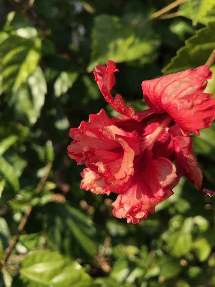 赤い花の投稿画像 By Beeさん 夏の花と季節はずれと ハイビスカス 月2月7日 Greensnap グリーンスナップ