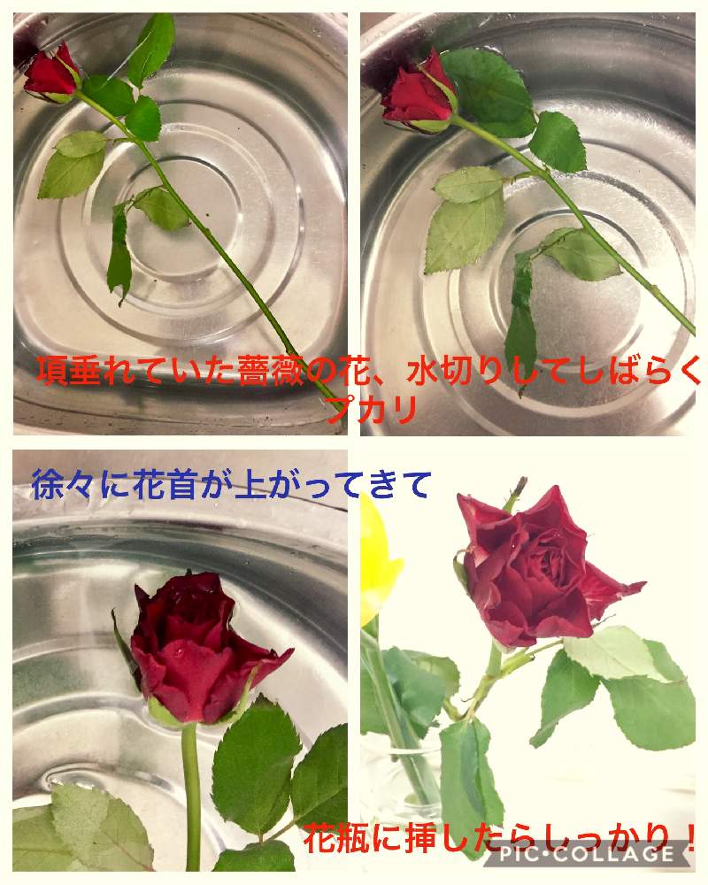 薔薇の投稿画像 By みなとの風さん 植物の力とgs映えと水切り 入浴と生け花のお花と紅い花と花のある暮らし 月2月7日 Greensnap グリーンスナップ