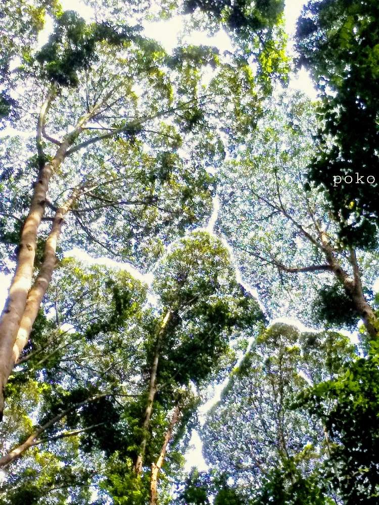 リュウノウジュの投稿画像 By Pokoさん マレーシアと熱帯と熱帯雨林とクラウンシャイネス 月2月7日 Greensnap グリーンスナップ