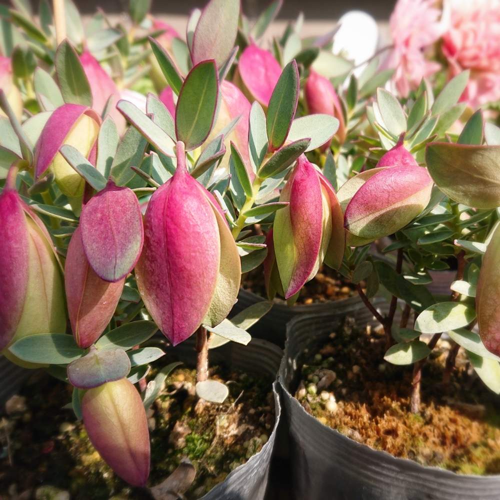 ピメレア ピソディスの投稿画像 By りん さん ピメレア フィソディス ウェディングベルとピメレア ピソディス とピメレア フィソディス ウェディングベルとお出かけ先とピメレア ピソディス とピメレア フィソディス ウェディングベル 月2月7日 ピメレア ピソディスの投稿画像 By りん さん ピメレア フィソディス ウェディングベルとピメレア ピソディス とピメレア フィソディス ウェディングベルとお出かけ先とピメレア ピソディス とピメレア フィソディス ウェディングベル 月2月7日