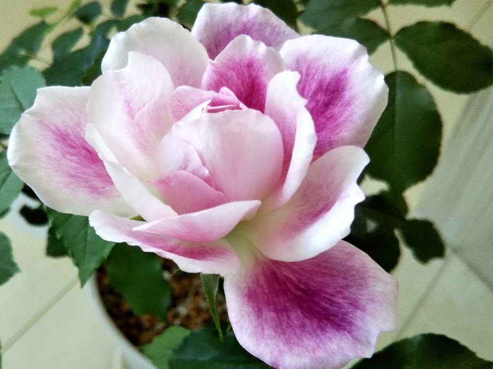 バーガンディアイスバーグの投稿画像 By あしにあいさん 花のある暮らしとばら バラ 薔薇と美しい花達 月2月7日 Greensnap グリーンスナップ