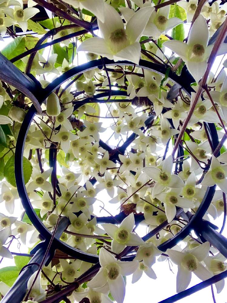 冬咲きクレマチスの投稿画像 By あじさいさん ずっと咲いてると開花と冬咲きと アンスンエンシスと癒しとクレマチス と成長記録と可愛いとオベリスク 月2月7日 Greensnap グリーンスナップ