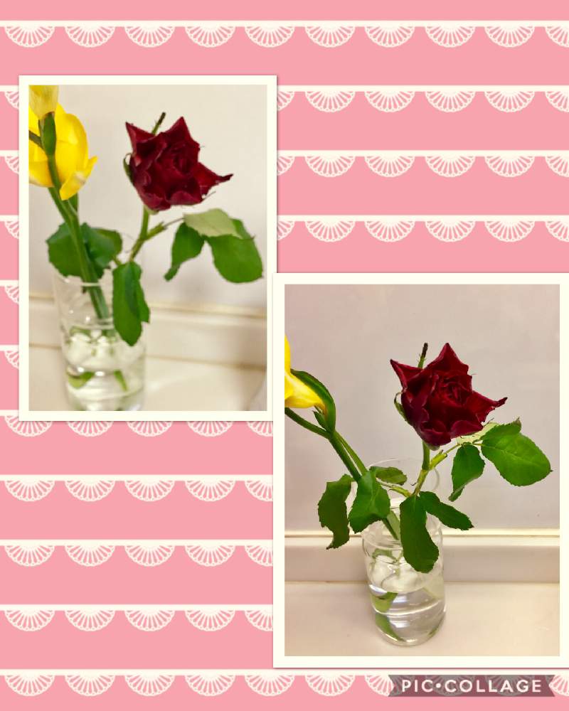 薔薇の投稿画像 By みなとの風さん 少しでも長く咲いてほしいと植物の力とgs映えと水切り 入浴と生け花のお花と赤い花と紅い花と花のある暮らし 月2月7日 Greensnap グリーンスナップ