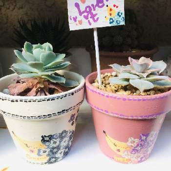 花ねずみの投稿画像一覧 Greensnap グリーンスナップ