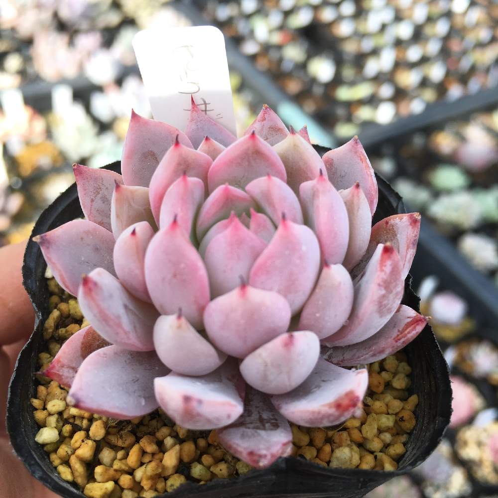 ピンクザラゴーサの投稿画像 By Akiさん 多肉植物とエケベリア属と多肉紅葉と多肉女子 月2月7日 Greensnap グリーンスナップ ピンクザラゴーサの投稿画像 By Akiさん 多肉植物とエケベリア属と多肉紅葉と多肉女子 月2月7日 Greensnap グリーンスナップ