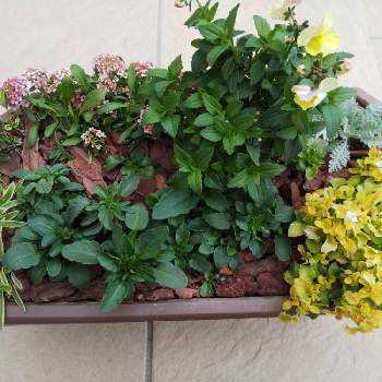 ロニセラ レモンビューティの投稿画像一覧 Greensnap グリーンスナップ