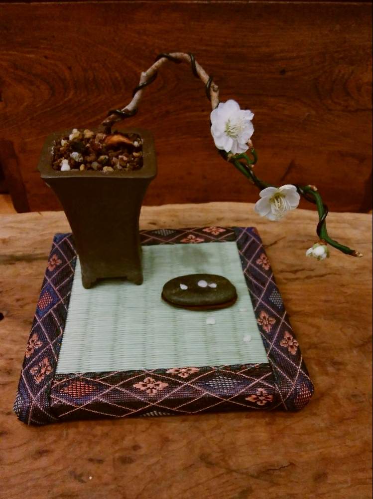 ウメの投稿画像 By High Rollerさん 雲竜梅とうめとスマホ撮影と1000円素材樹と和風ティストと水石とミニ盆栽と花のある暮らしと小品盆栽と豆 盆栽と盆栽と記録用と咲いた 月2月8日 Greensnap グリーンスナップ