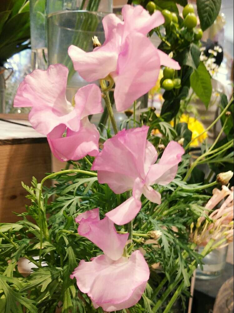 スイトピーの投稿画像 By ゆめ さん 可愛い と花屋さんと楽しい1日になりますように と薄いピンクの花と花のある暮らしとパステルカラーの花と 可愛い 月2月8日 Greensnap グリーンスナップ