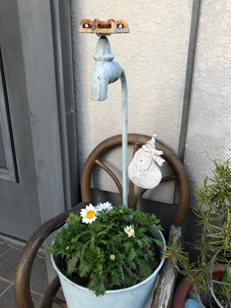 ノースポールの投稿画像 By カンパニュラさん 玄関とプランターカバーと鉢植えと花好きと花のある暮らしとかわいいと白い花とプランターカバーと鉢植えと花 好きと花のある暮らしとかわいいと白い花 月2月8日 Greensnap グリーンスナップ Greensnap