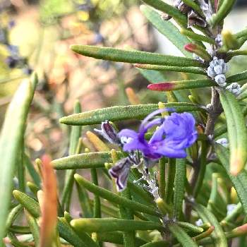 ローズマリー ウッドパープルの投稿画像一覧 Greensnap グリーンスナップ