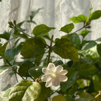 トップ100ピカケ 花 最高の花の画像