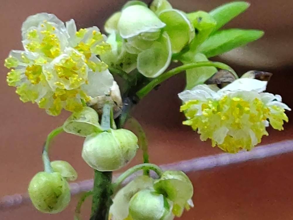 アオモジ 青文字 の投稿画像 By クリスさん 切り花といい香りと小さな花 月2月8日 Greensnap グリーンスナップ