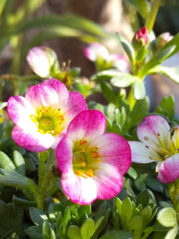 クモマグサの投稿画像 By たまごさん ピンクの花とプランターと山野草と綺麗な花とガーデニングと花のある暮らしと高山植物類とかわいい花 月2月8日 Greensnap グリーンスナップ