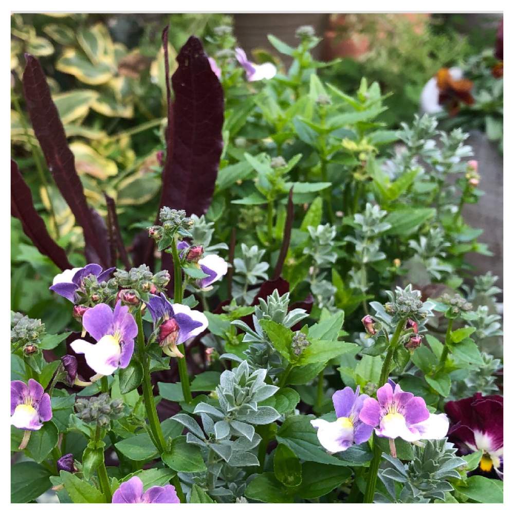 ネメシアの投稿画像 By ひろさん 寄せ植え73 月2月8日 Greensnap グリーンスナップ