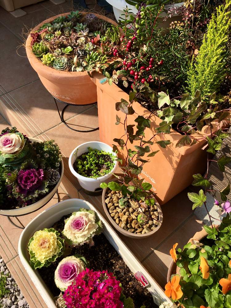 多肉植物の投稿画像 By Akmrさん 鉢植えと花のある暮らしと玄関前 月2月8日 Greensnap グリーンスナップ