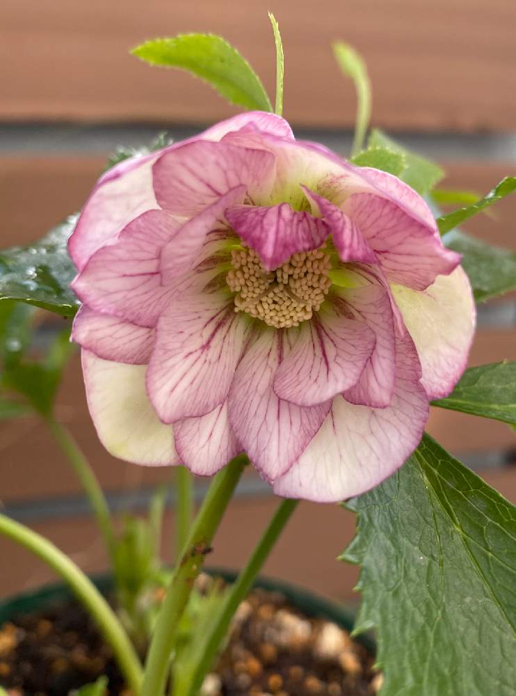 クリスマスロ ズの投稿画像 By まきちゃんさん ふわふわとバルコニーガーデニングとピンクの花とクリスマスローズ ダブルとベインとバルコニーとふわっとと鉢植えと花のある暮らしとバルコニストと八重咲きのクリスマスローズと クリスマスローズとクリスマスローズ愛