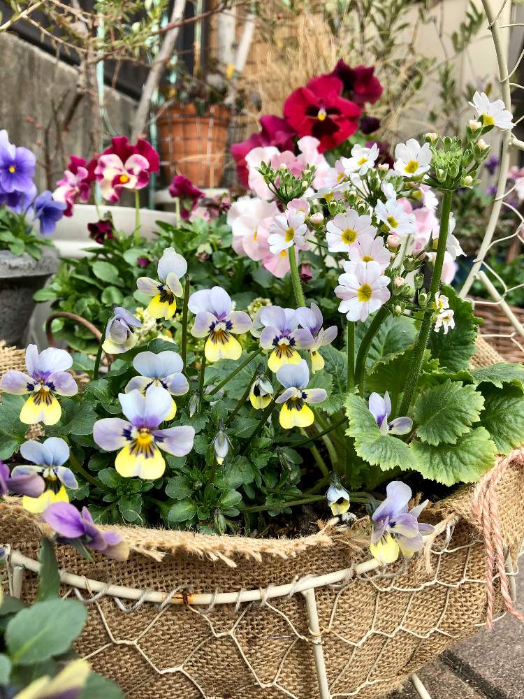 さくら草 の投稿画像 By ちゅっぴさん パンジー ビオラとビオラ パンジーと庭人さんと寄せ植えと今日のビオラとガーデニングと花のある暮らしと庭人さんの ビオラ 月2月8日 Greensnap グリーンスナップ