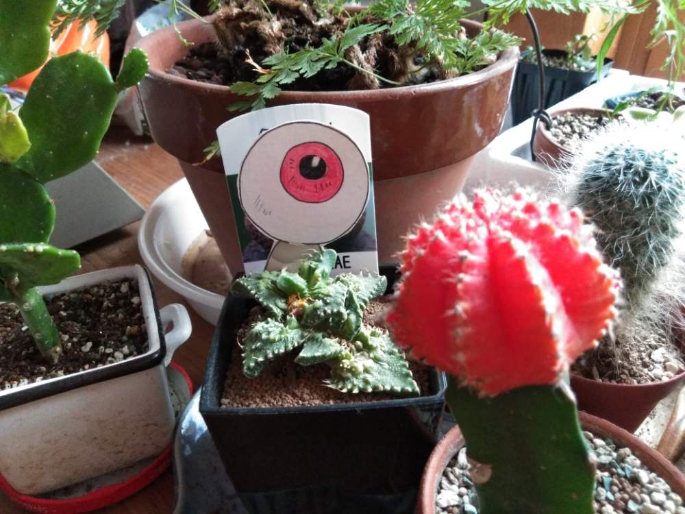 観葉植物の投稿画像 By きゅうちゃんさん 素敵便とヒヤミカチ首里城 とシダ師匠と手洗いうがいオヤジと普及シダを愛でる会と滋賀県と多肉女子と花のある暮らし 月2月8日 Greensnap グリーンスナップ