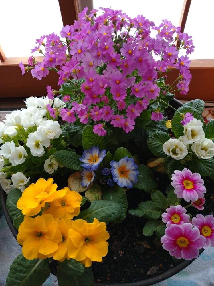 復活 の投稿画像 By ももちゃんさん こころ ほころぶと冬のお楽しみ と花のある暮らしとプリムラジュリアン と花色が可愛い 月2月8日 Greensnap グリーンスナップ