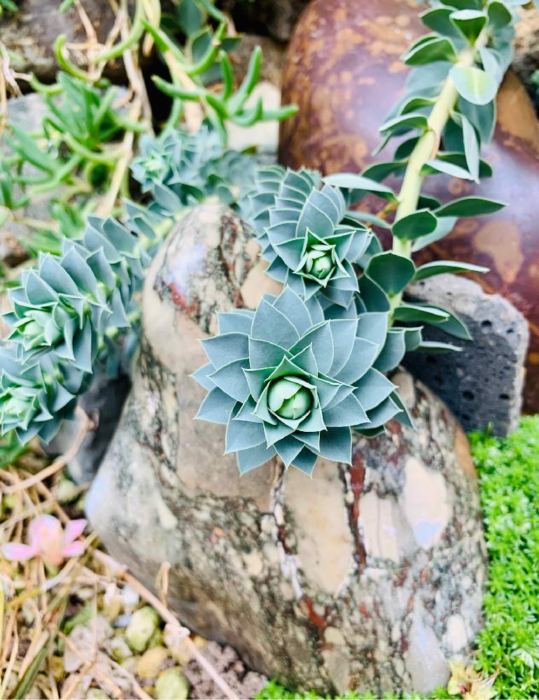 セダムの投稿画像 By ねこたんぽさん マツバギクとユーフォルビア ミルシニテスと多肉植物と石同好会とミニロックガーデン とみどりのまとめと季節感とユーフォルビアと多肉植物と石同好会とミニロックガーデンとみどりのまとめと季節感とユーフォルビア 月2月8日