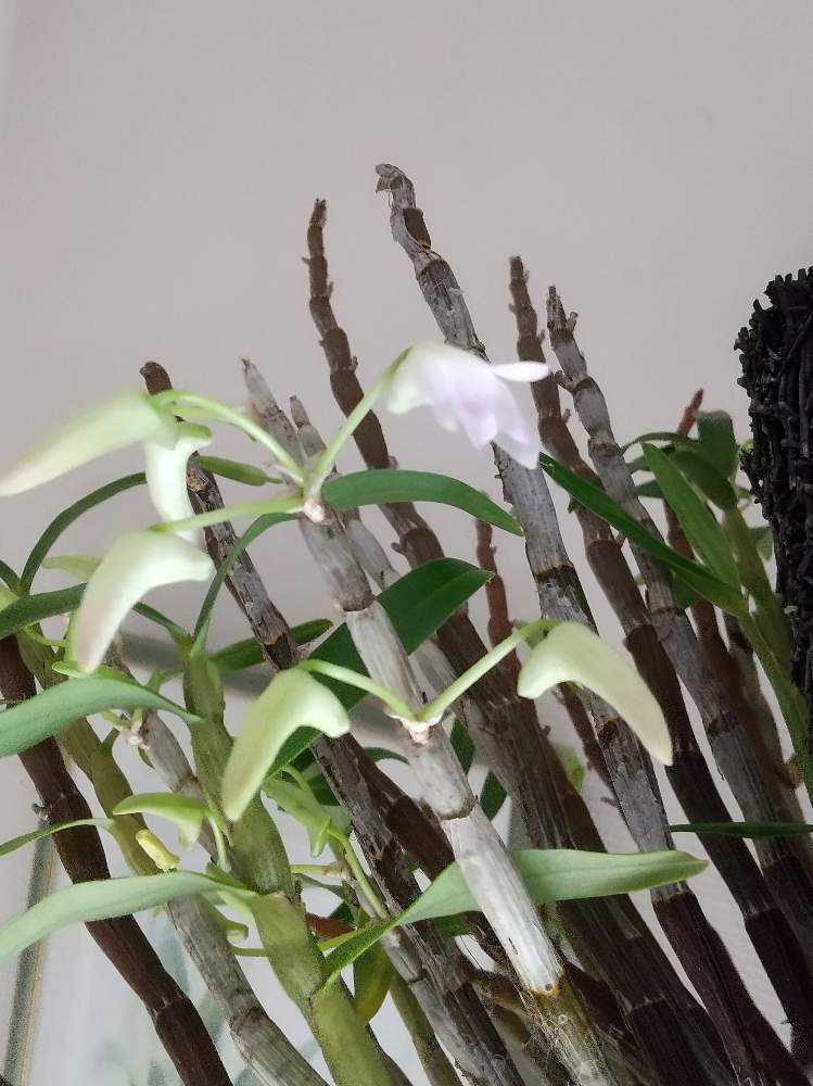 沖縄セッコク 色々 Greensnap グリーンスナップ