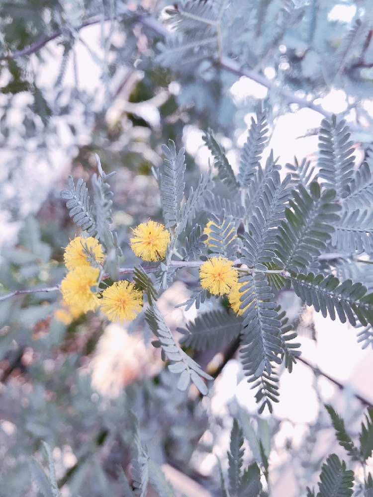 ミモザアカシアの投稿画像 By Sonaさん 花のある暮らしとジャングルと南側とミモザアカシア プルプレア 月2月8日 Greensnap グリーンスナップ