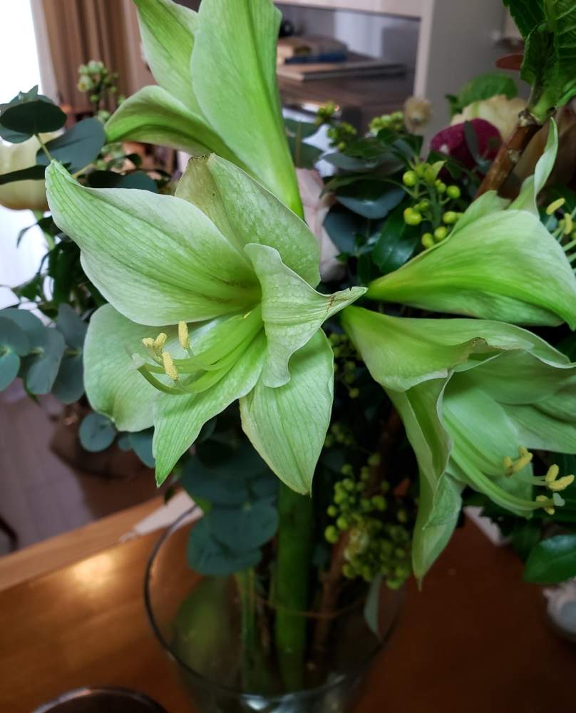 アマリリスの投稿画像 By りりりり さん アマリリス グリーンバレーと切り花と緑色の花とヒガンバナ科とマスカットカラーと笑顔になれる とかわいいな 月2月8日 Greensnap グリーンスナップ