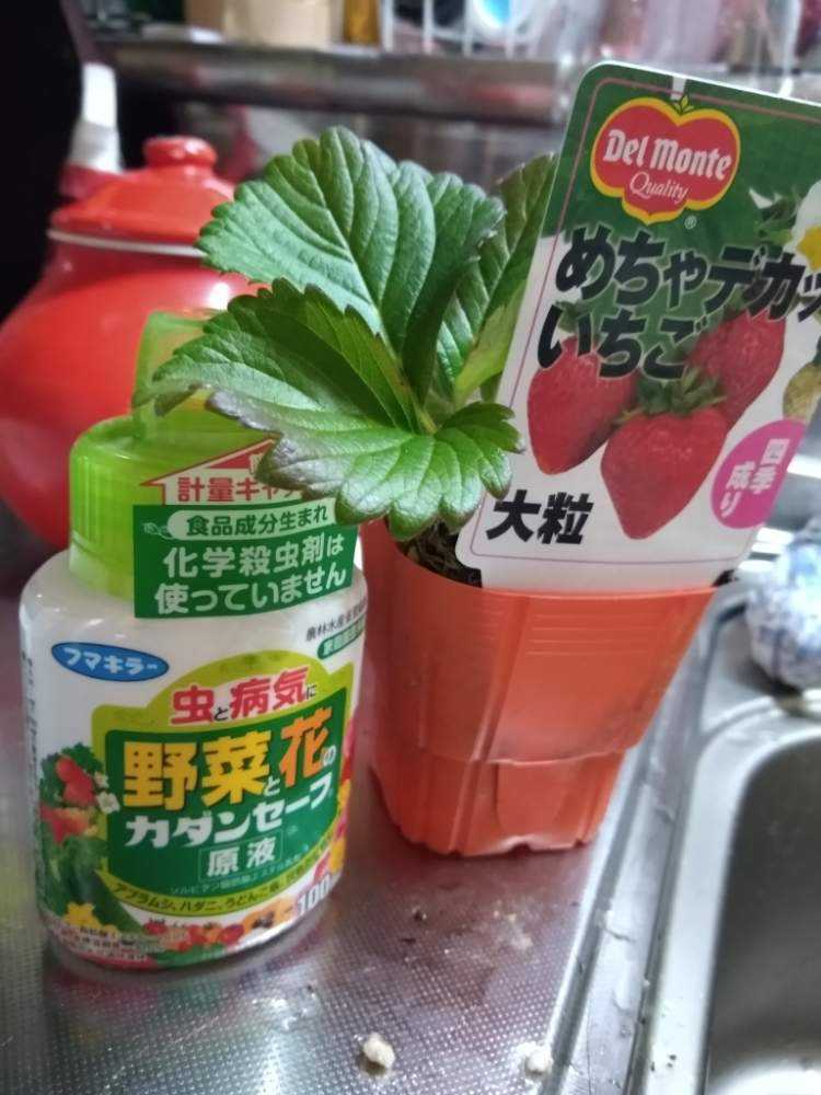 いちご Greensnap グリーンスナップ