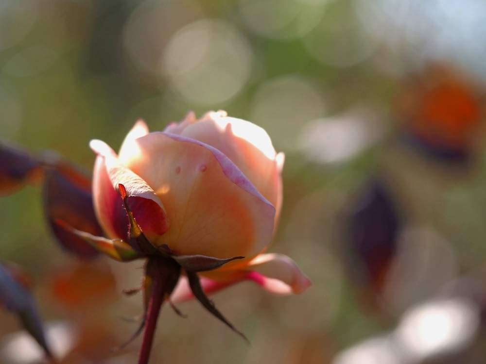 マクロレンズの投稿画像 By 柊 しゅう さん 花の撮影と冬の日差しの中でと冬の薔薇と横浜イングリッシュガーデンと冬の空とolympus M1 とミラーレス一眼と花のある暮らしと玉ボケと青空の下 月2月8日 Greensnap グリーンスナップ マクロレンズの投稿画像 By 柊 しゅう さん 花の撮影と冬の日差しの中でと冬の薔薇と横浜イングリッシュガーデンと冬の空とolympus M1 とミラーレス一眼と花のある暮らしと玉ボケと青空の下 月2月8日 Greensnap グリーンスナップ