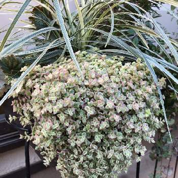 リュウノヒゲ スノードラゴンの投稿画像一覧 Greensnap グリーンスナップ