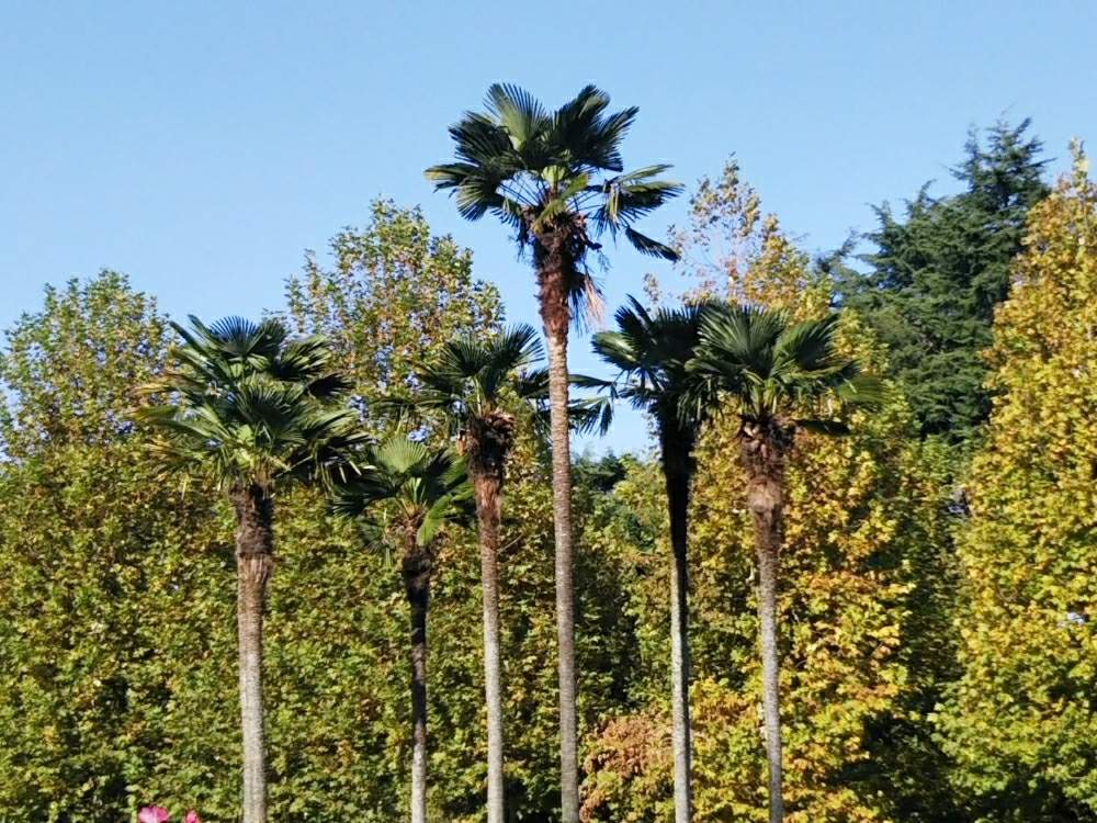 シュロの投稿画像 By Dioptaseさん トウジュロと ヤシの木と観葉植物と新宿御苑とヤシと耐寒ヤシと地植えと シュロ 月2月8日 Greensnap グリーンスナップ