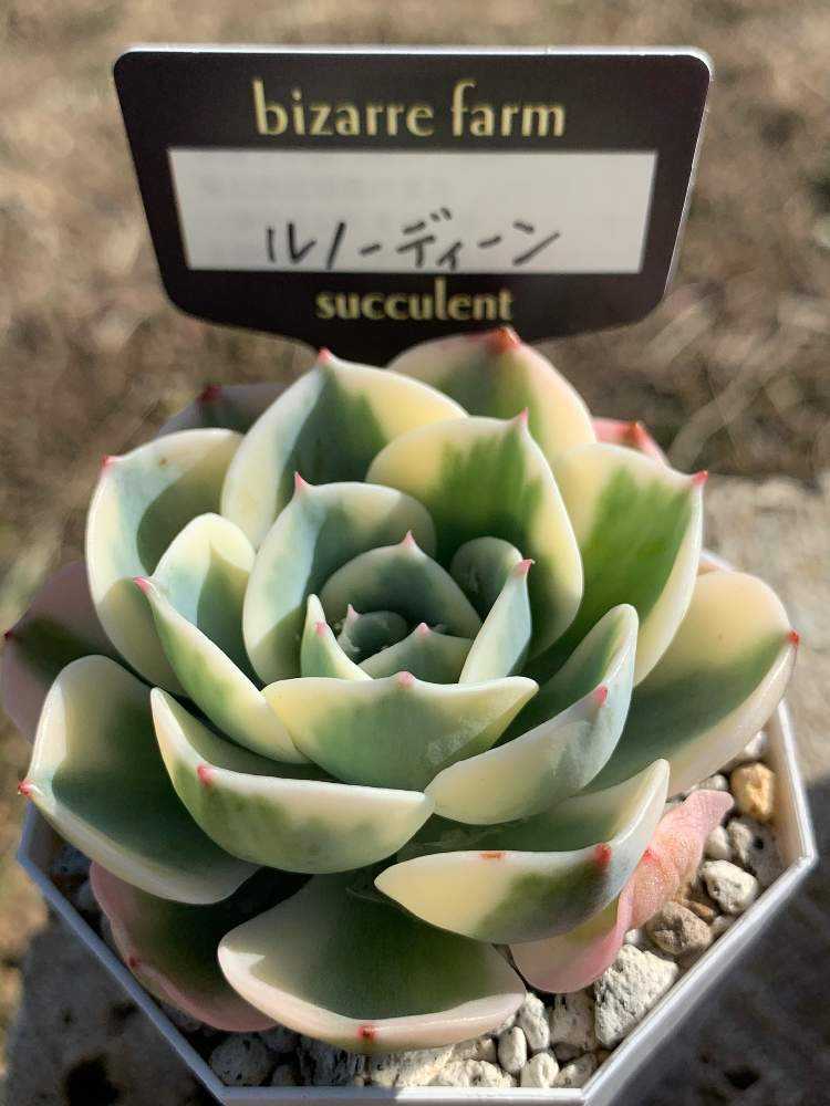 1581158926931_thum_821725_phot