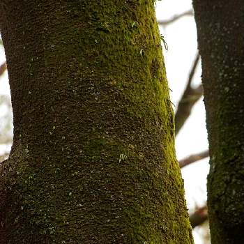 樹皮図鑑の画像 by minoさん | リンボクの樹皮と東山植物園と植物のある暮らしと苔 (コケ)と植物散策と樹木と樹皮図鑑とコケ植物と植物園と植物散歩と コケ