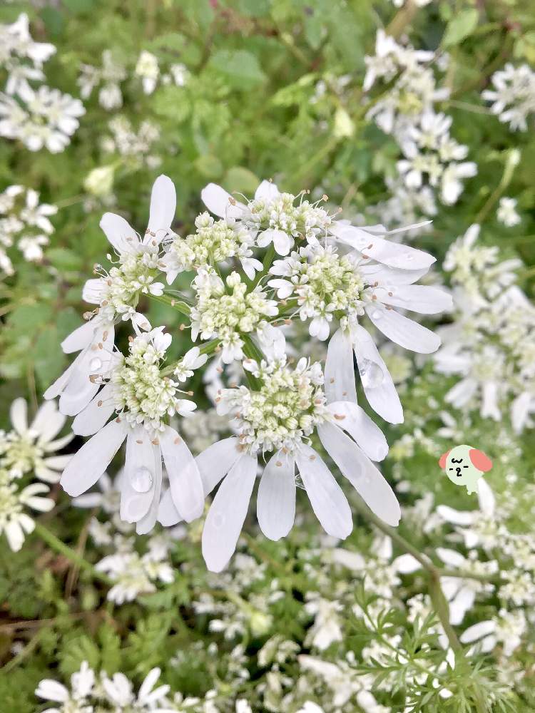 オルレアの投稿画像 By ともさん 花のある暮らし 月2月8日 Greensnap グリーンスナップ