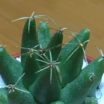 ドリコテレ 金星の投稿画像一覧 Greensnap グリーンスナップ