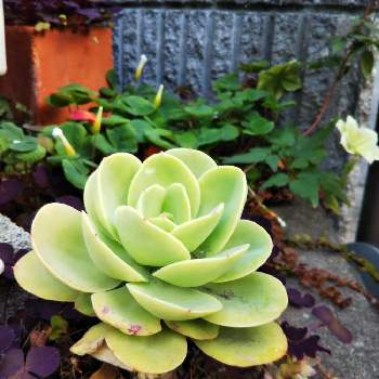 畑仕事日記の画像