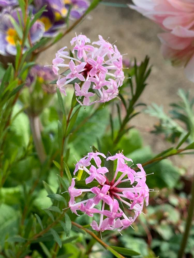 ピンクの花の投稿画像 By ももくりさん 寄せ植えとピメレア フォーシーズンズとピメレア フォーシーズンズと花のある暮らしと花が好き 月2月9日 Greensnap グリーンスナップ