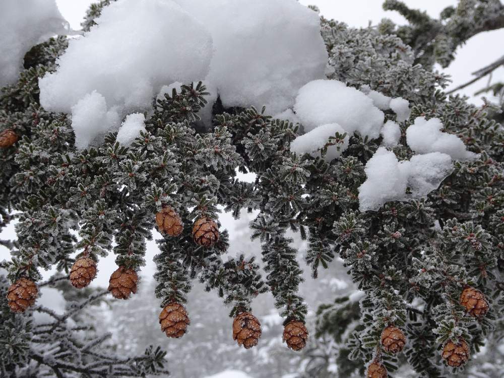 コメツガの投稿画像 By Trekkさん コメツガの実と米栂と山野草と針葉樹と常緑高木とマツ科と北八ヶ岳付近と2月の花と冬のお花 月2月9日 Greensnap グリーンスナップ