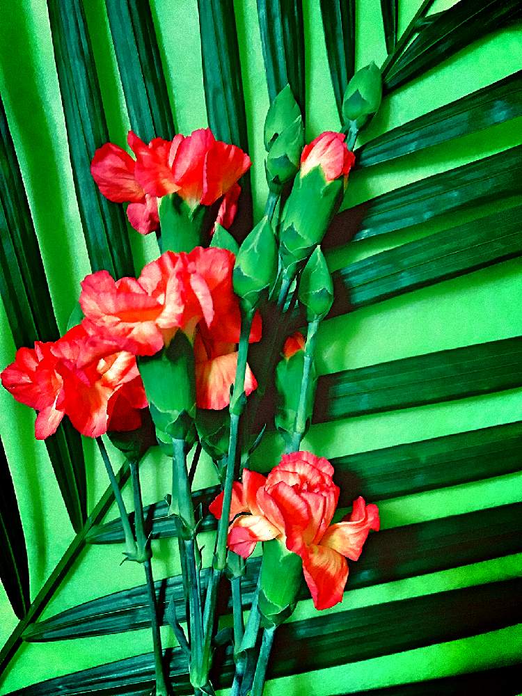 カーネーション の投稿画像 By ダチュラさん 赤い色のカーネーションと緑の背景と緑の葉と赤い花と花のある暮らしと赤と緑とアレカヤシ と部屋と カーネーション と赤い色のカーネーションと緑の背景と緑の葉と赤い花と花のある暮らしと赤と緑とアレカヤシ 月2