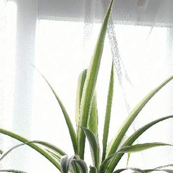 外斑オリヅルランの画像 by 福ちゃんさん | 部屋と外斑オリヅルランと観葉植物とオリヅルラン❇︎