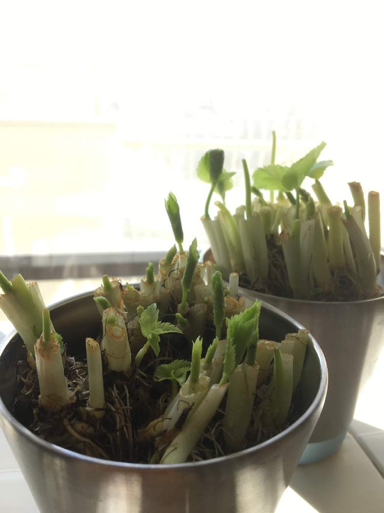 水耕栽培の投稿画像 By あずこさん 野菜 水耕栽培とズボラガーデナーと家庭菜園奮闘日記 月2月9日 Greensnap グリーンスナップ