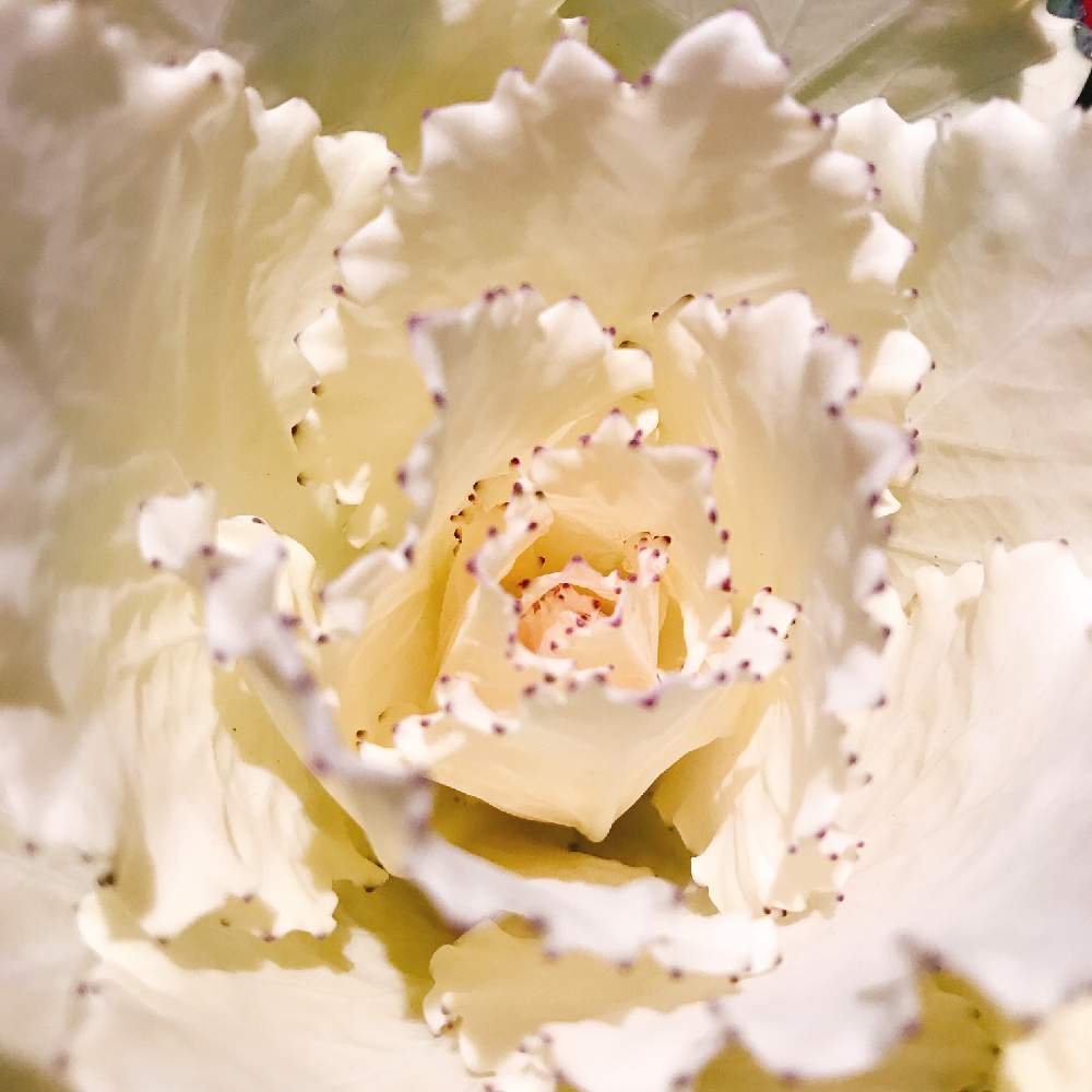 葉牡丹 ウォーターリリーの投稿画像 By Zenさん 葉牡丹とアップ写真とお庭の植物とお庭の花たちと花のある暮らしとエレガント 月2月9日 Greensnap グリーンスナップ