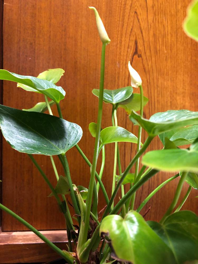アンスリウム アンドレアナムの投稿画像 By ぽぽさん 観葉植物のある暮らしとアンスリウムアンドレアナム ホワイトチャンピオン 月2月9日 Greensnap グリーンスナップ