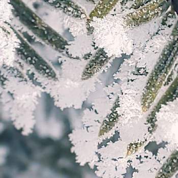 旭川の冬の投稿画像一覧 Greensnap グリーンスナップ