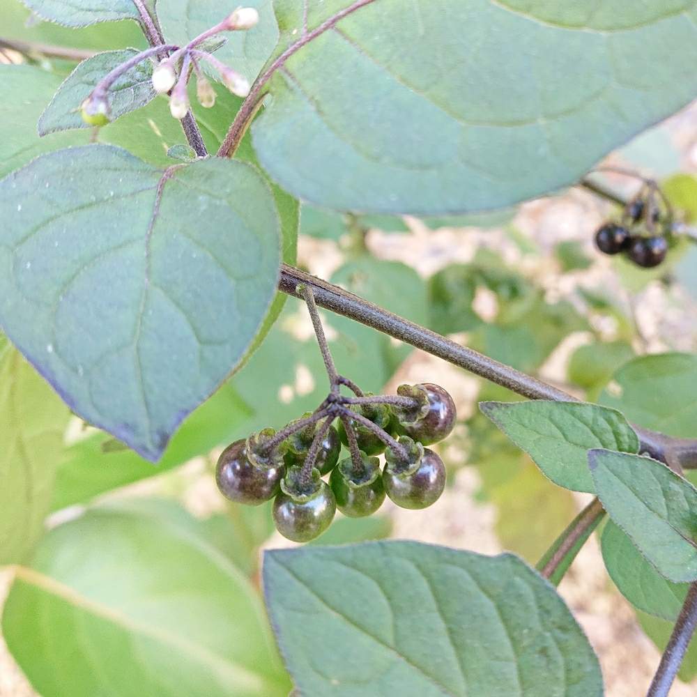 テリミノイヌホオズキの投稿画像 By Maiさん 実を付けた植物フォトコンと実を付けた植物フォトコン 月2月9日 Greensnap グリーンスナップ Greensnap グリーンスナップ