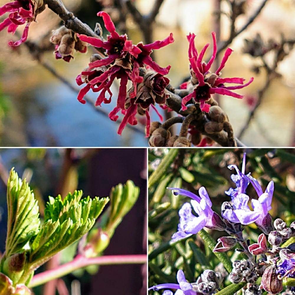 お出かけ先の投稿画像 By コマさんさん マンサクの花と一之江境川親水公園とマンサクの花と一之江境川親水公園 月2月9日 Greensnap グリーンスナップ Greensnap グリーンスナップ